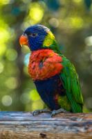 Lorikeet�